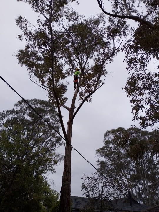 Person climbing a tall tree near power lines in a wooded area, wearing a bright safety vest