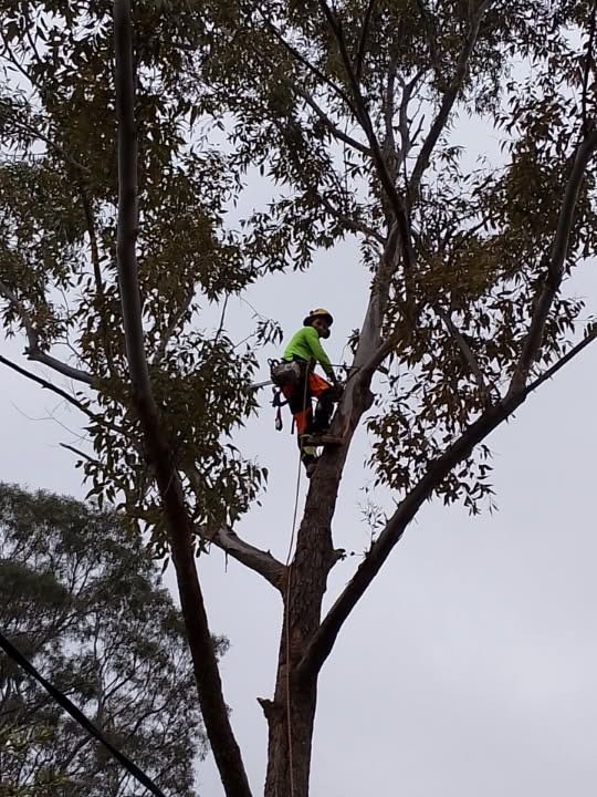 Worker in a bright green shirt and helmet trims a tall tree with a chainsaw.