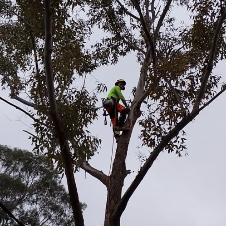 Emergency Tree Removal Berwick
