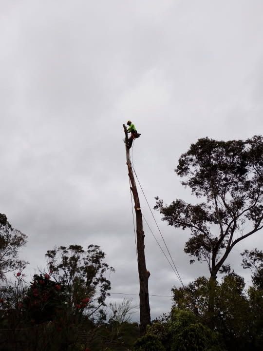 Worker at the top of a tall tree trunk, trimming branches against a cloudy sky