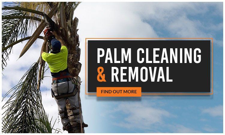 man on regular trimming and pruning