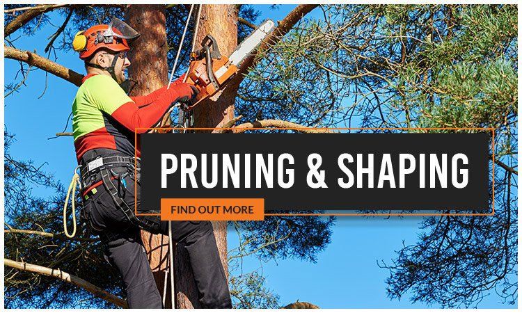 pruning south melbourne