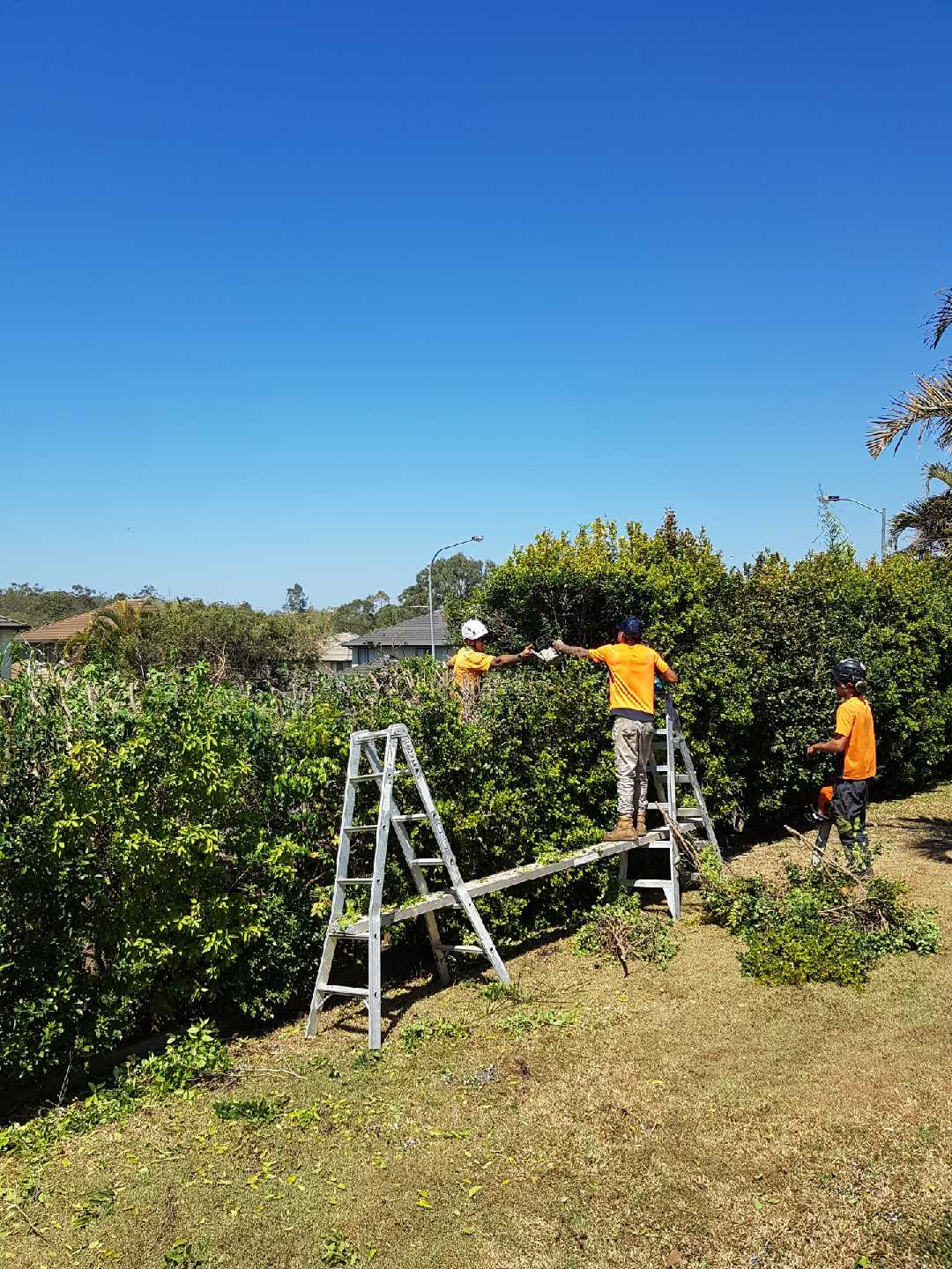 Affordable Tree Loppers Hedge Trimming