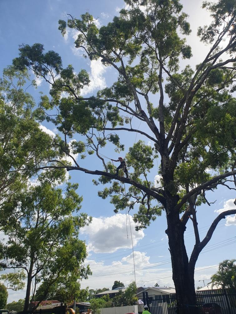 Tall leafy trees against a blue sky with scattered clouds in a park-like setting