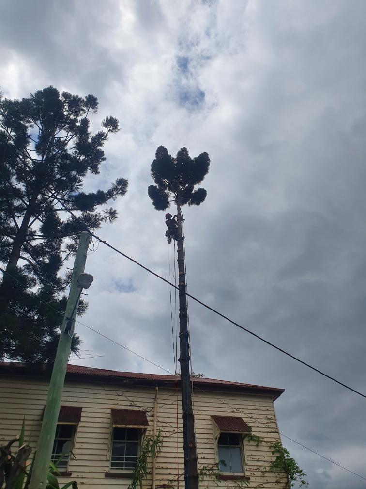 Tall palm trees beside a small building under a cloudy sky, with power lines crossing overhead.