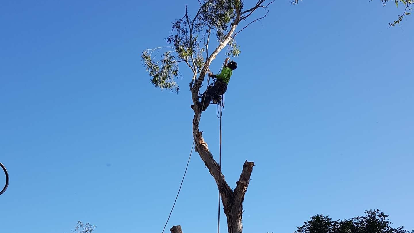 Person climbing a tall tree against a clear blue sky, reaching toward branches near the top.