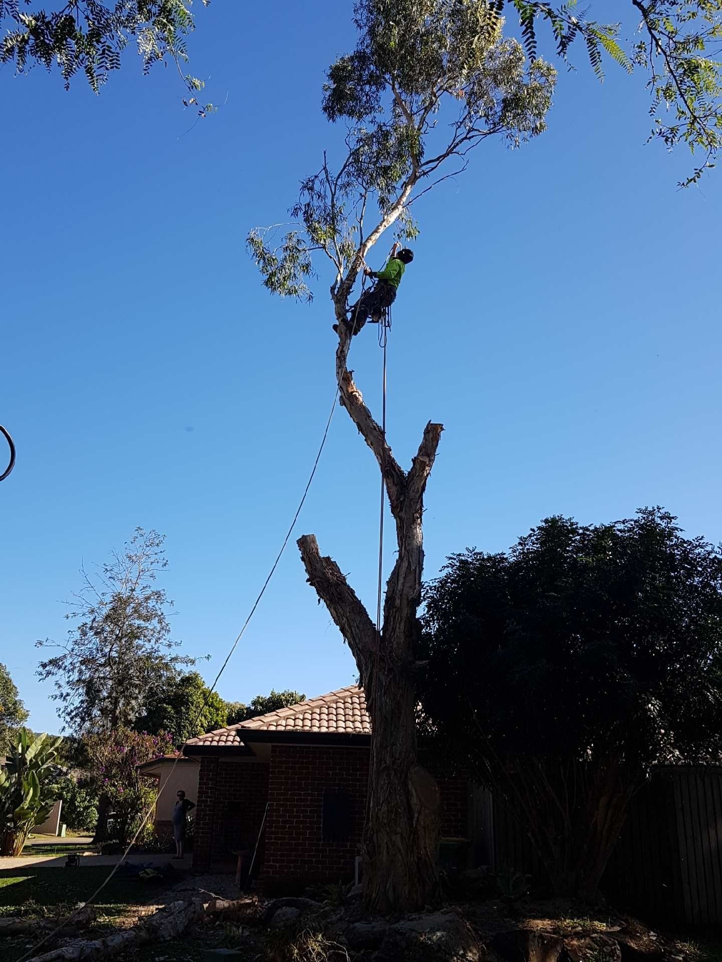 Worker trimming a tall tree with a rope near a house under a clear blue sky