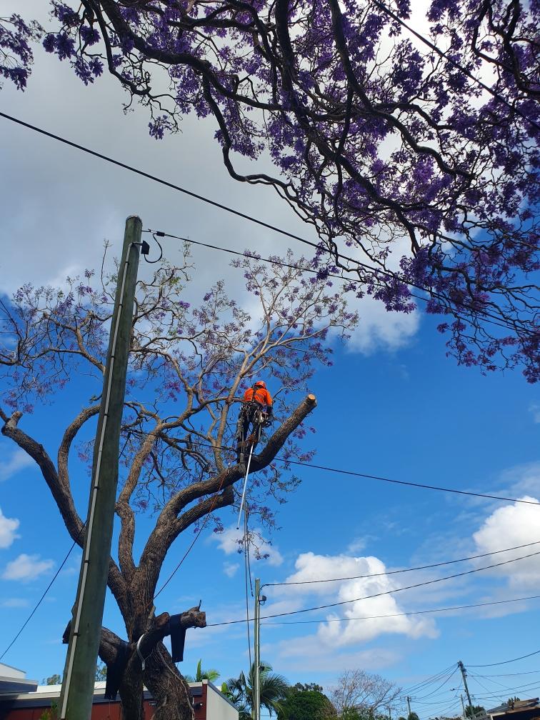 Arborist in orange cutting a tree limb against a bright blue sky with purple blossoms overhead