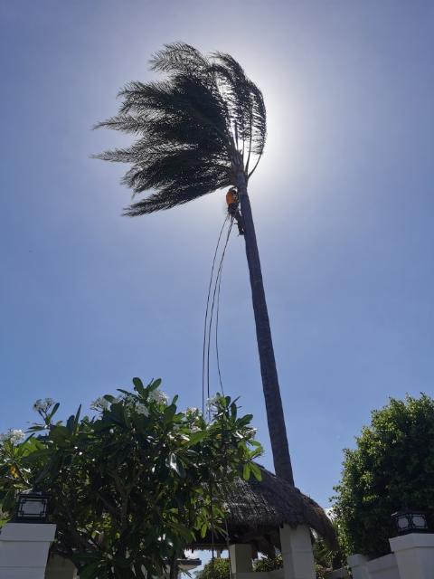 Tall palm tree bent by strong wind against a bright blue sky above a tropical building