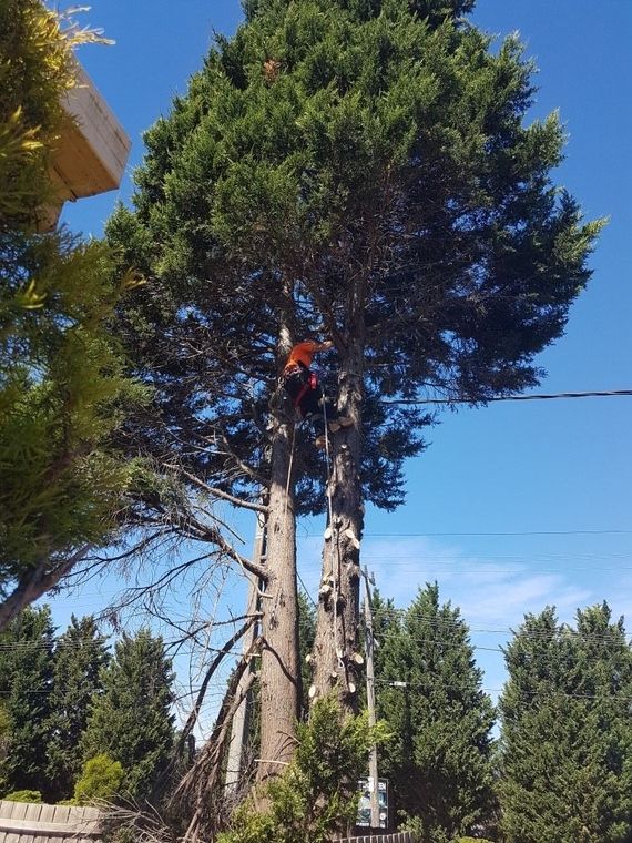 Worker climbing a tall tree with ropes against a bright blue sky in a wooded area