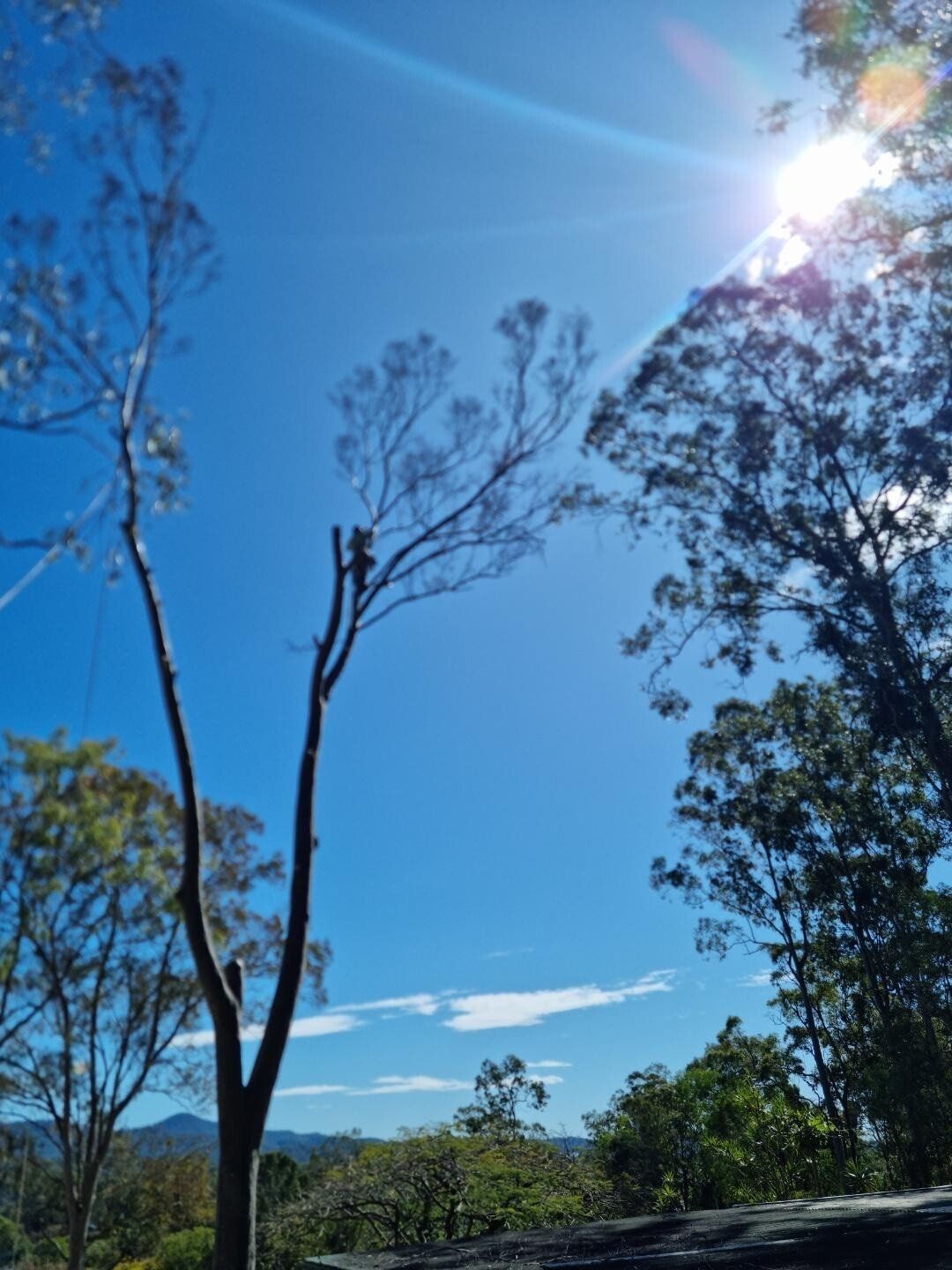 Bright blue sky over tall trees with sunlight streaming through the branches