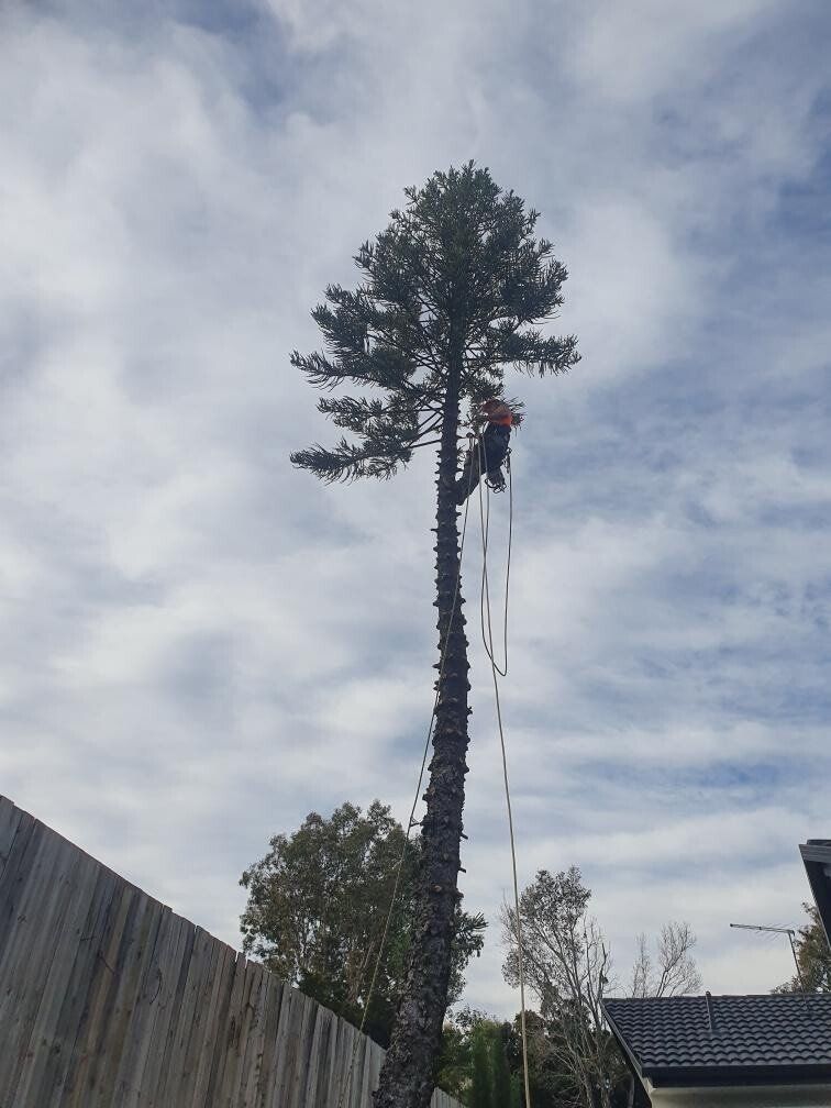 Worker hanging from a tall tree, trimming branches above a roof under a cloudy sky