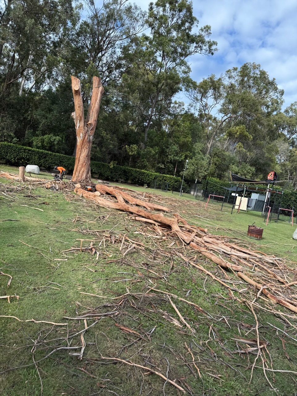 Tree stump and fallen trunk in a grassy yard with scattered branches and other trees nearby
