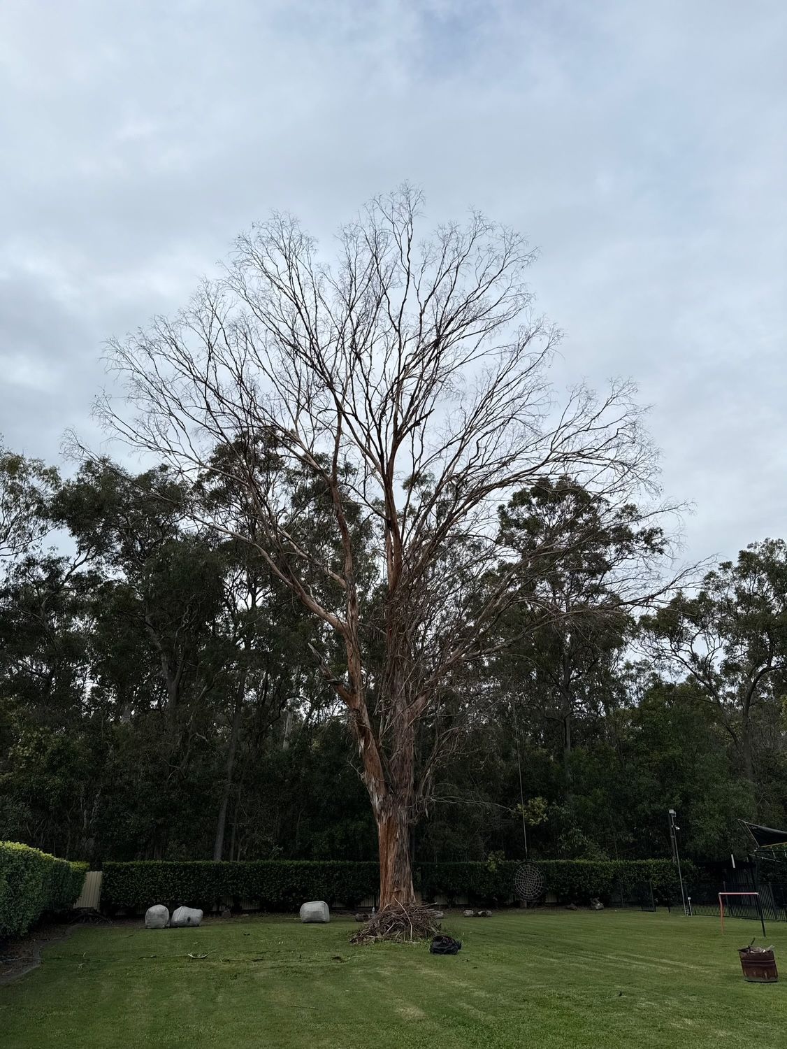 Leafless tree in a grassy yard under a cloudy sky, surrounded by darker green trees.