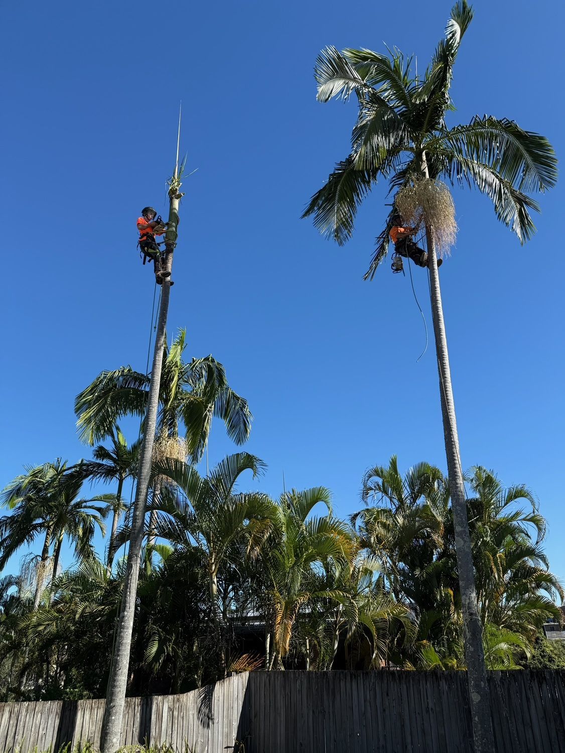 Tall palm trees against a clear blue sky, with a person climbing one tree near the top.