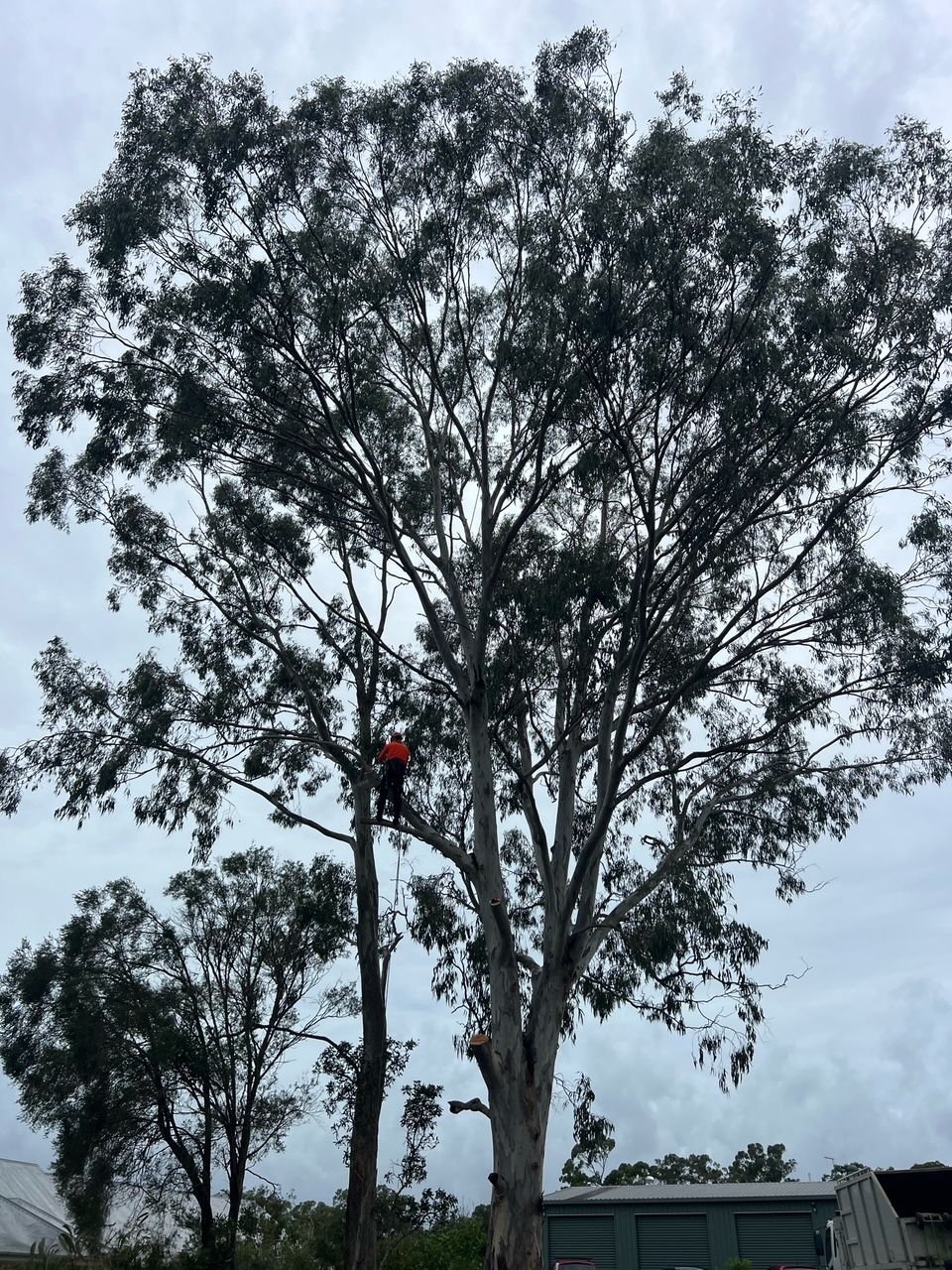 Person in red climbing a tall tree beside a large eucalyptus tree under a cloudy sky.