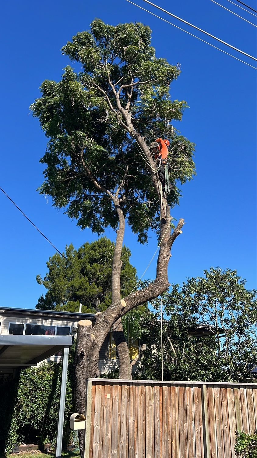 Tall tree being trimmed near a house, with a worker in orange high in the branches under a clear blue sky