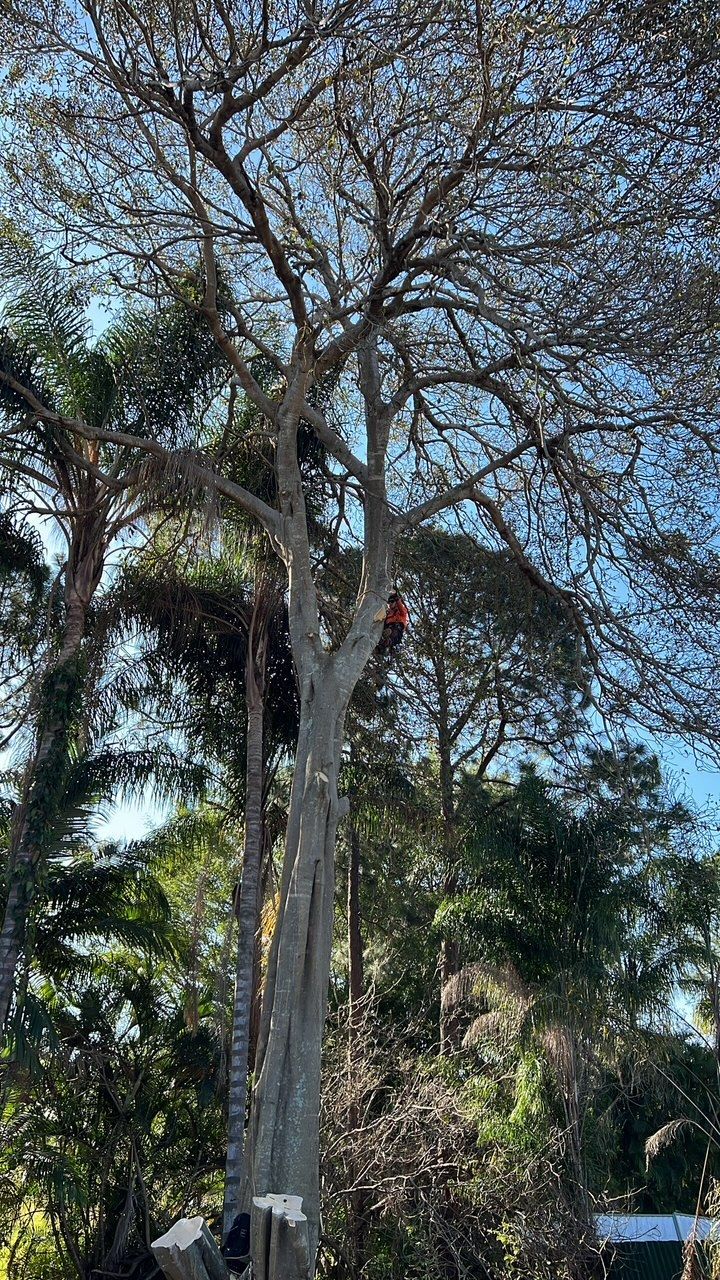 Tall tree with sparse branches and green foliage, with a person in red climbing near the trunk.