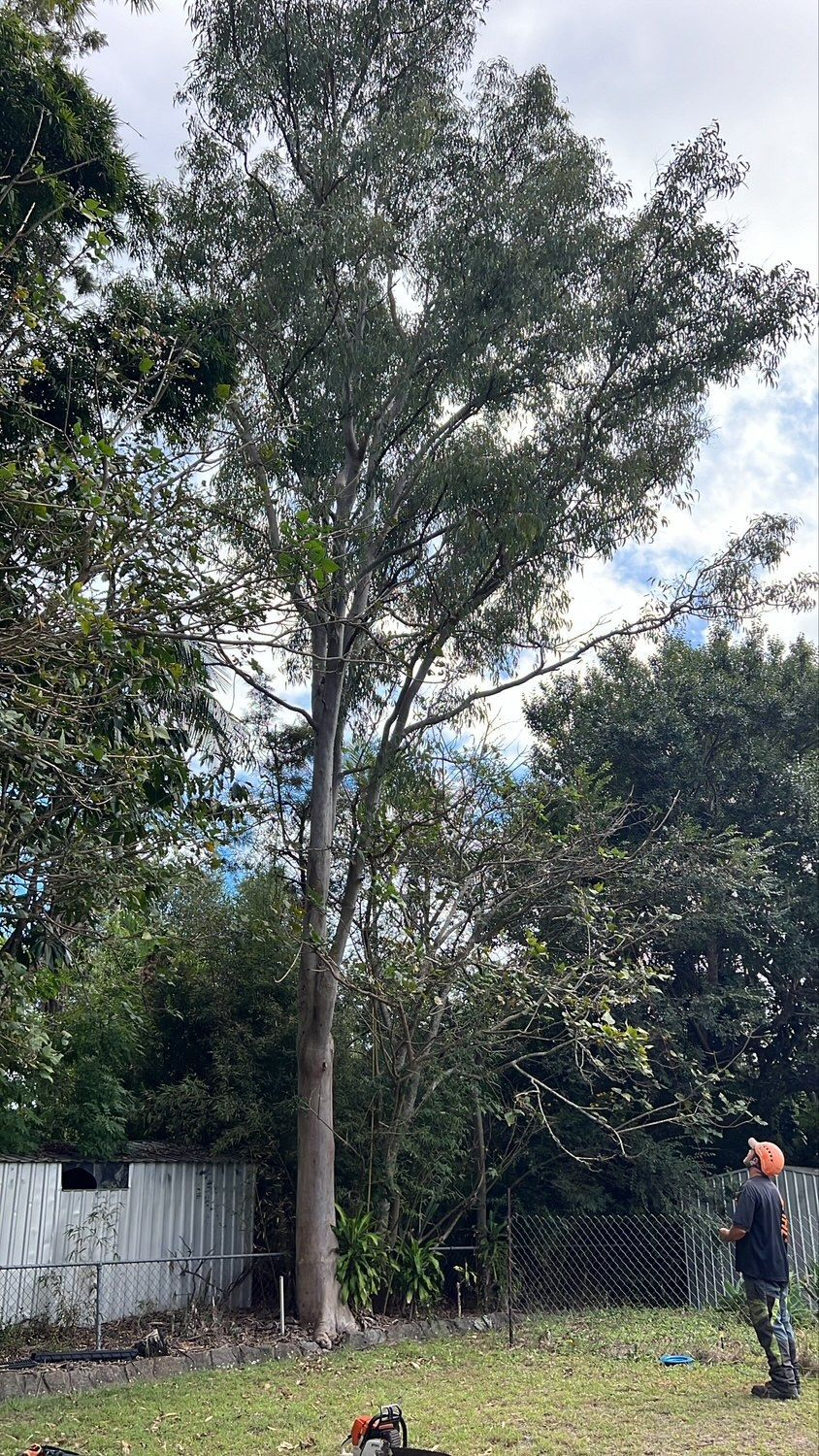 Tall tree in a grassy yard beside a fence, with a person in work clothes standing at right.