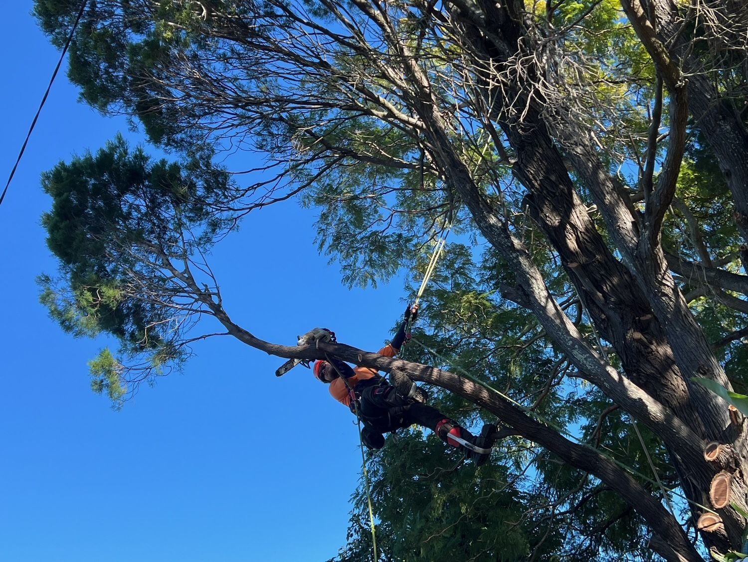 Person high in a tree cutting a branch against a blue sky