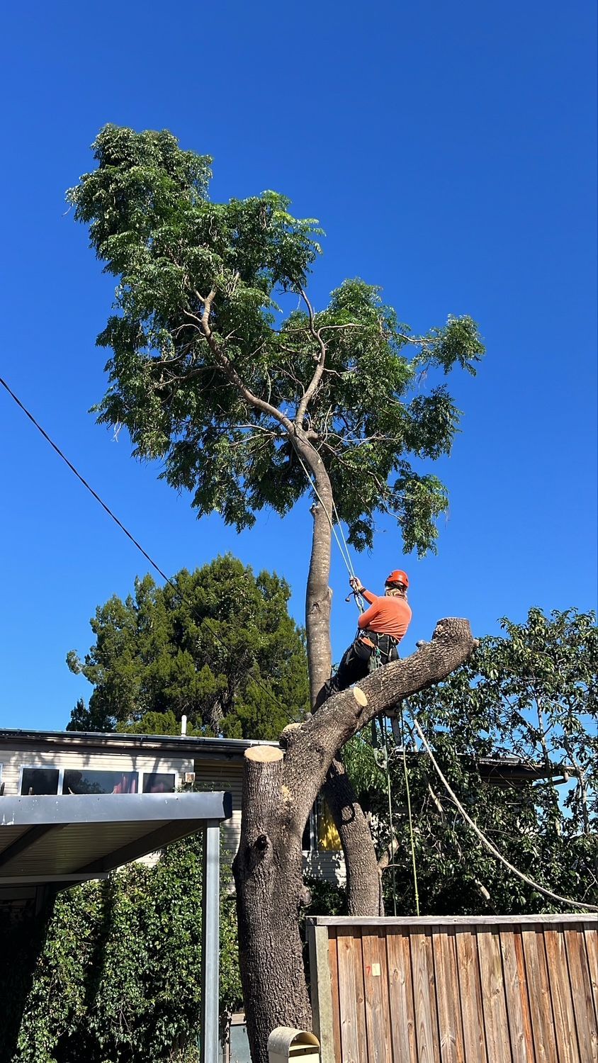 Person in orange shirt trimming branches high in a tree against a clear blue sky