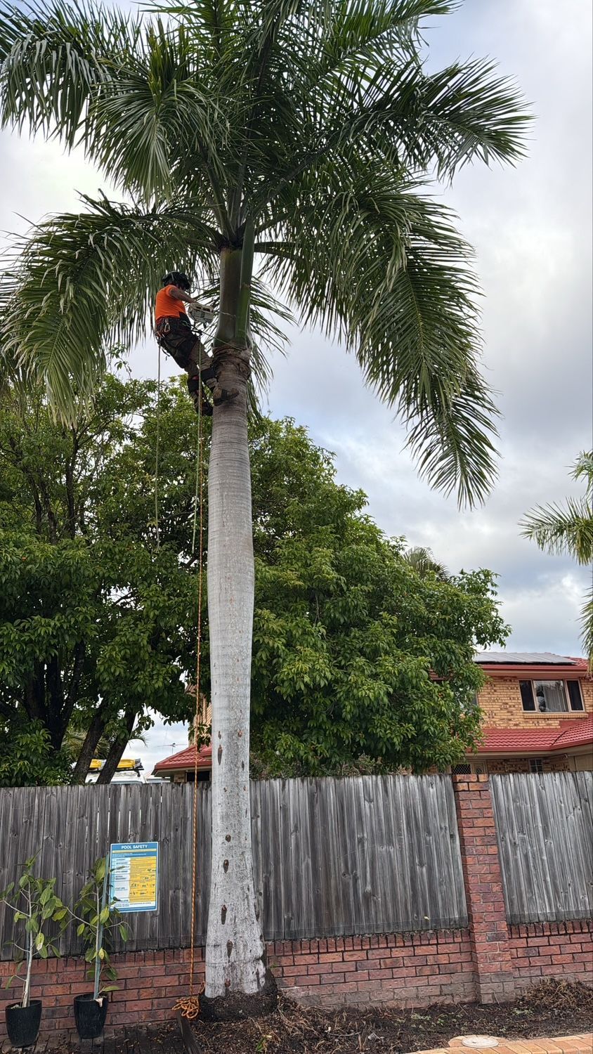 Worker climbing a tall palm tree beside a fence and brick wall under a cloudy sky