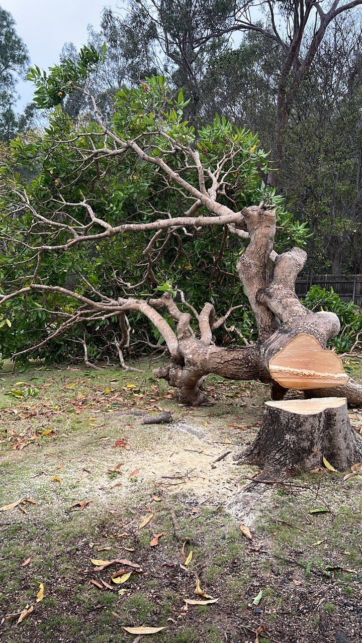 Large fallen tree with twisted branches and a cut stump in a grassy wooded area.