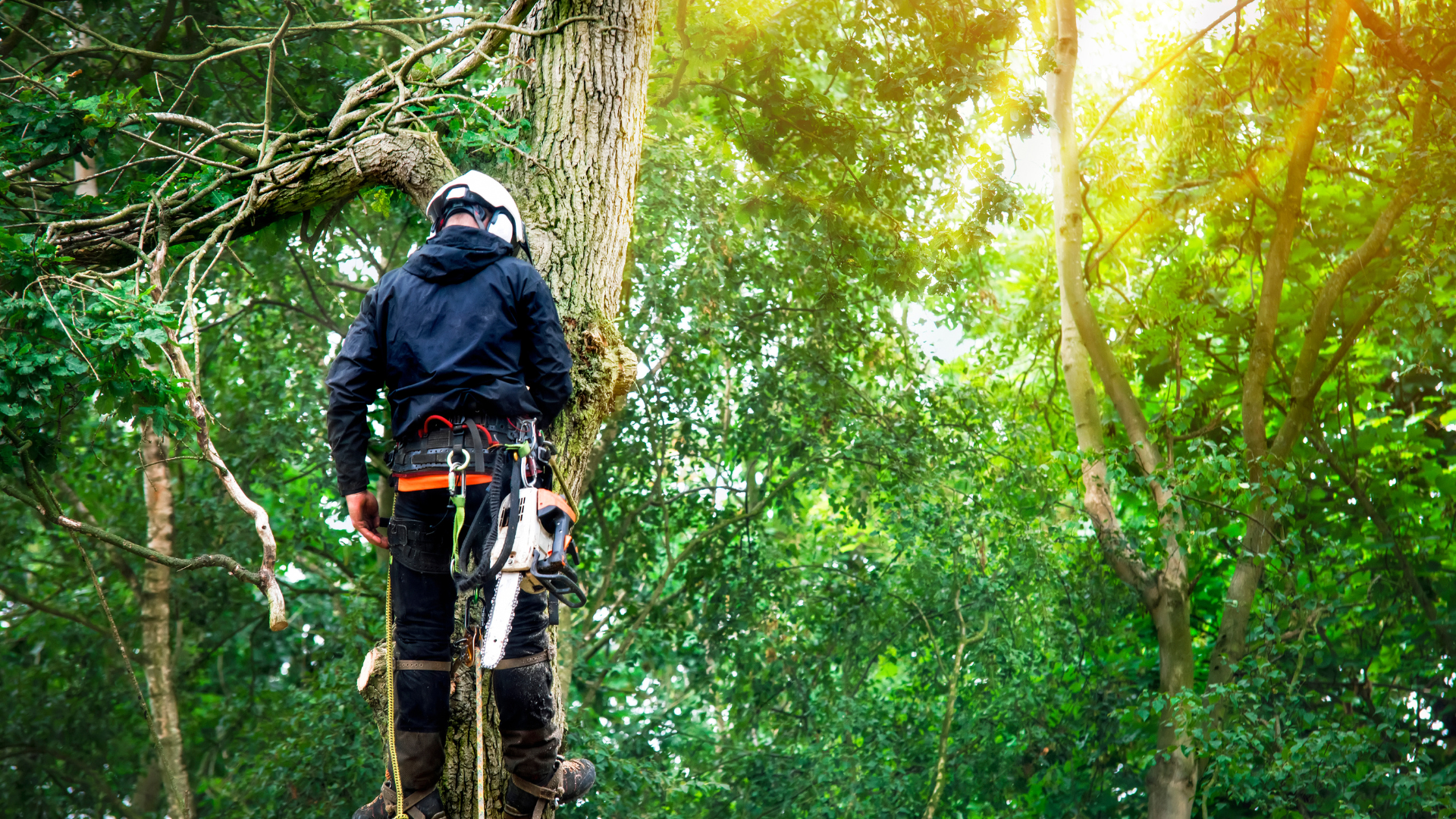Hiker with backpack standing on a forest path beneath bright green canopy