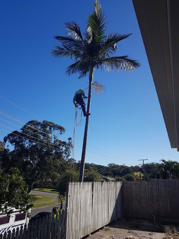 Worker climbing a tall palm tree beside a fence under a clear blue sky