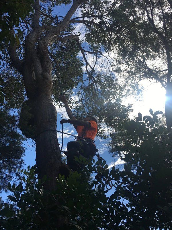 Person in orange shirt climbing a tree against a bright blue sky