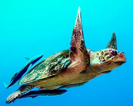 Tortuga verde A sea turtle is swimming in the ocean with fish.