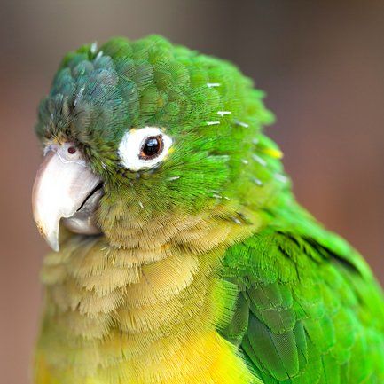 A green and yellow parrot with a white beak is looking at the camera.