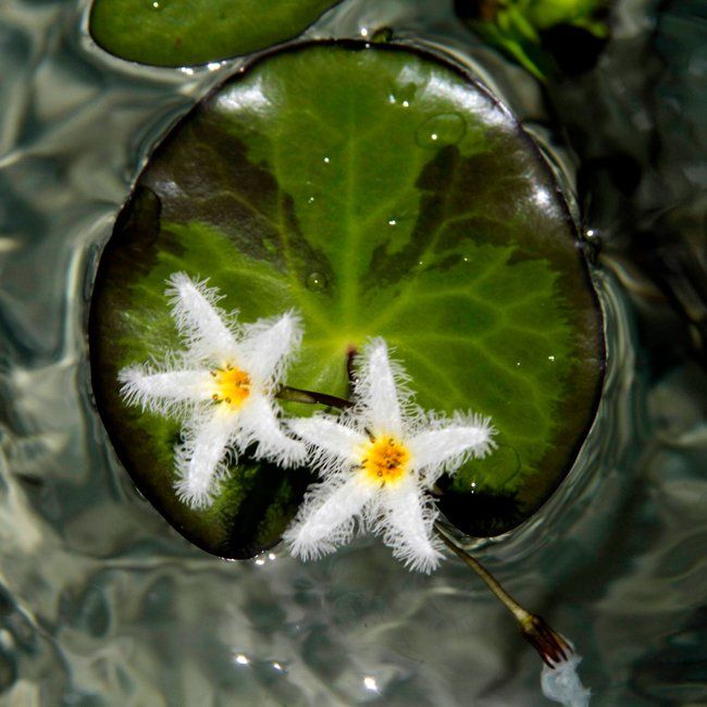 A lily pad with two white flowers on it