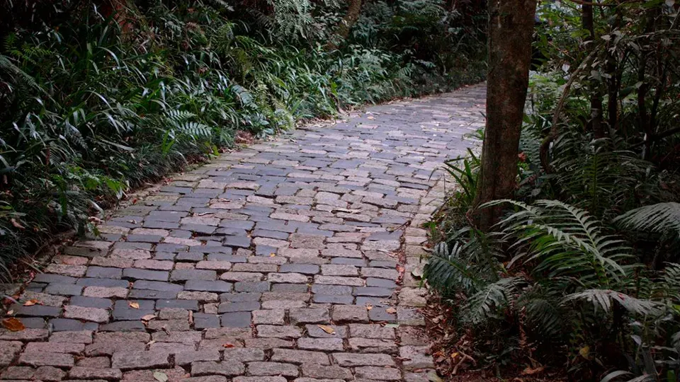 A cobblestone path in the middle of a forest