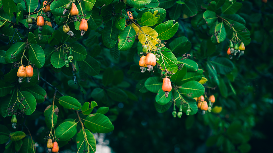 Un árbol de marañón con frutos maduros Cashew nuts are growing on a tree with green leaves.
