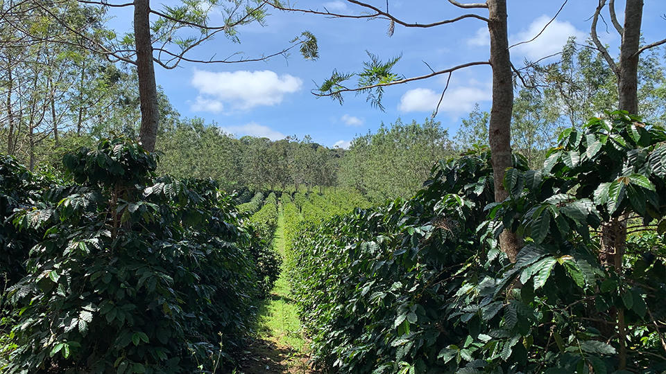 A view of the fields on a coffee farm in rural Brazil A path going through a lush green field surrounded by trees.