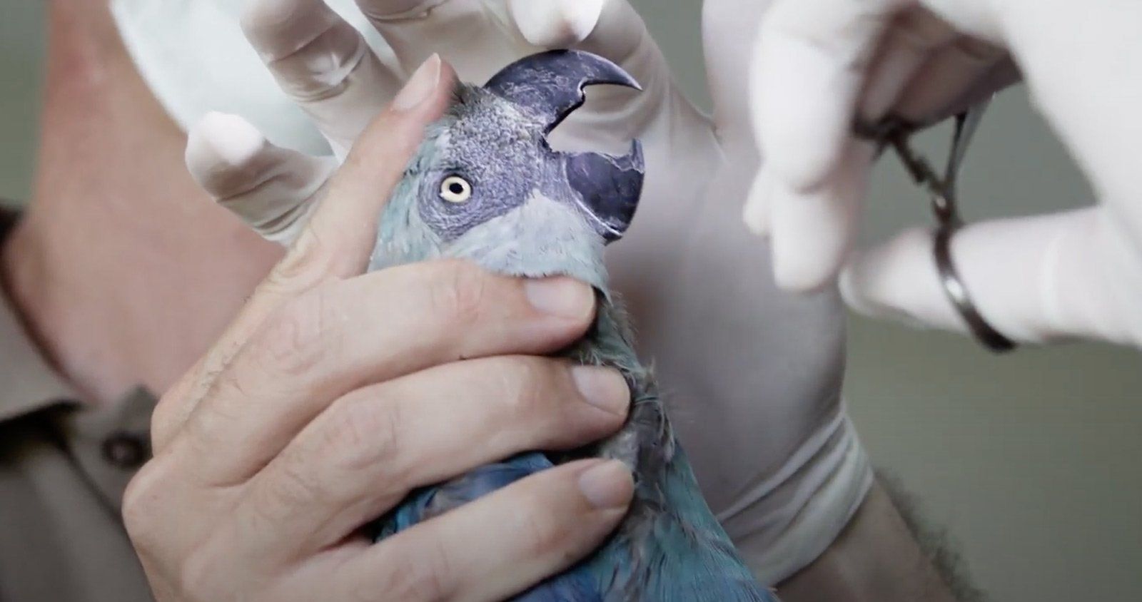 Projeto de soltura de uma arara com a Spix