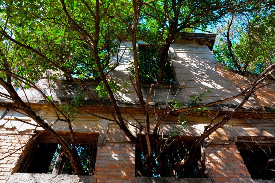 A tree is growing on the side of a building.
