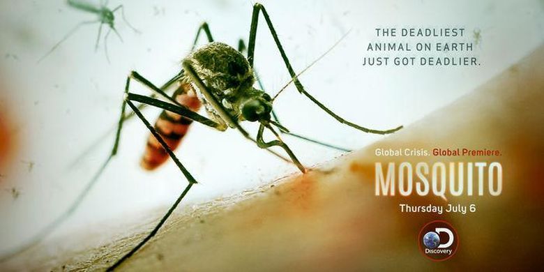 Mosquito