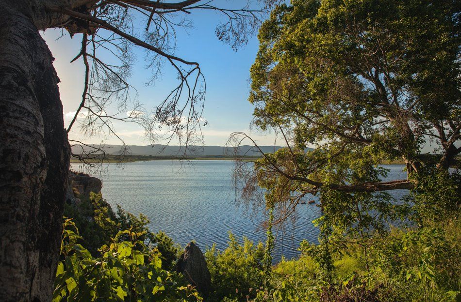 A large body of water surrounded by trees and bushes