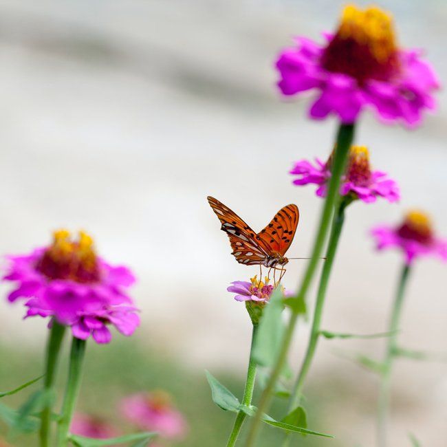 A butterfly is perched on a purple flower