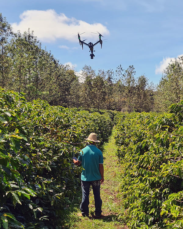A drone flyes over the field on a coffee farm in rural Brazil A man is standing in a field with a drone flying overhead.