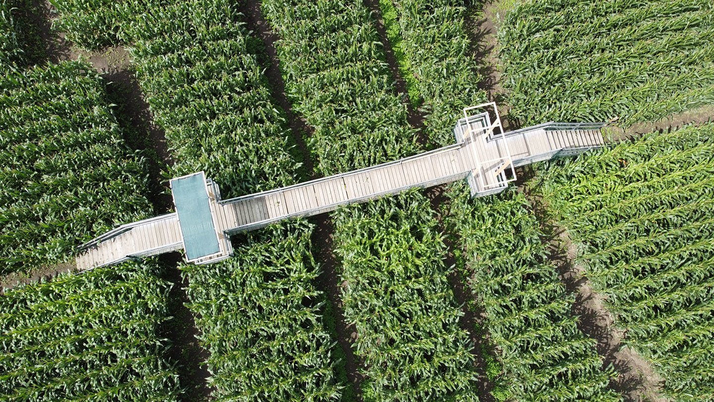 100' of bridges throughout the Great Vermont Corn Maze