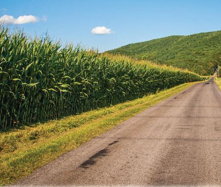 Gravel  Bike Ride  near  Great Vermont Corn Maze, Danville  Vermont