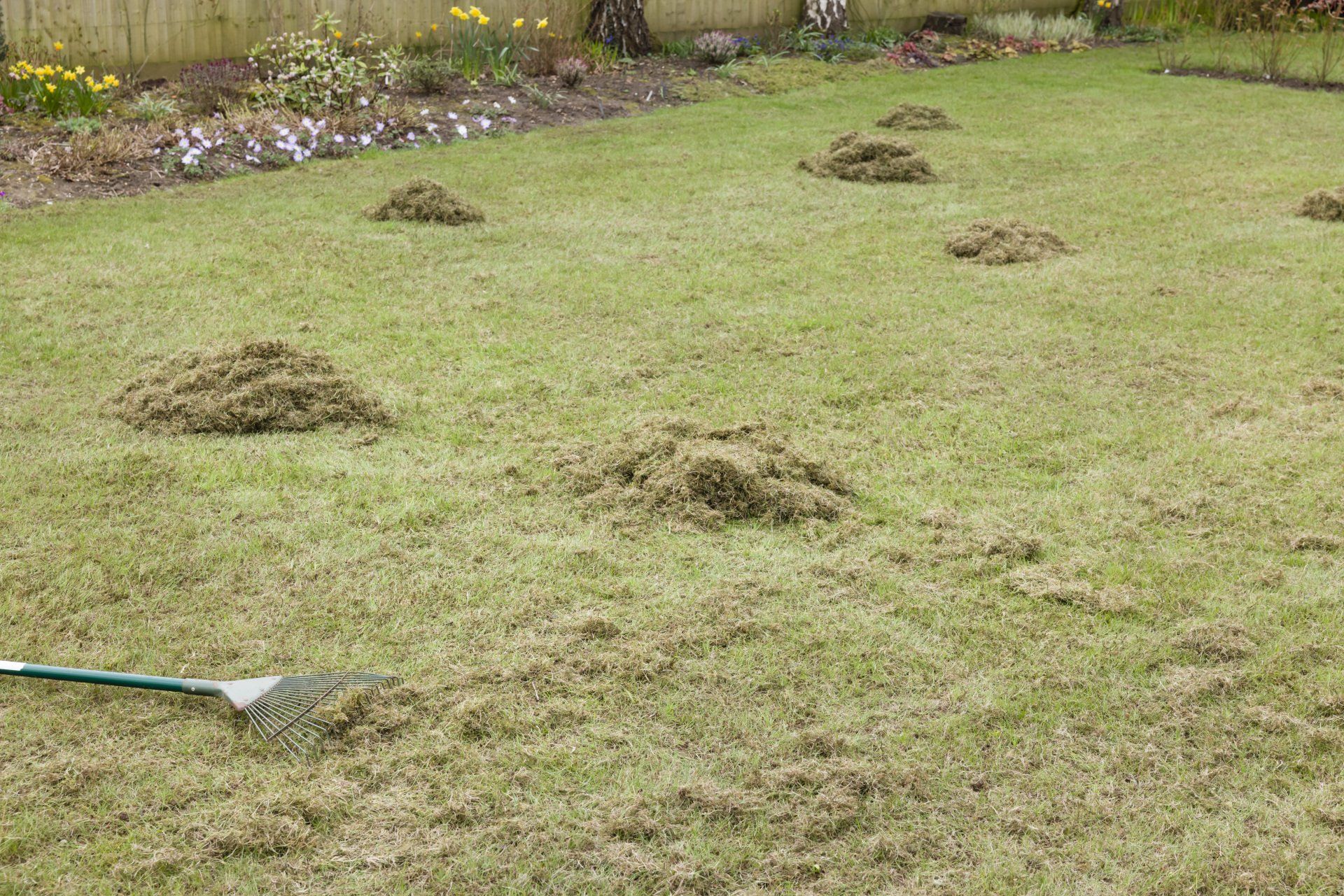 Dethatching