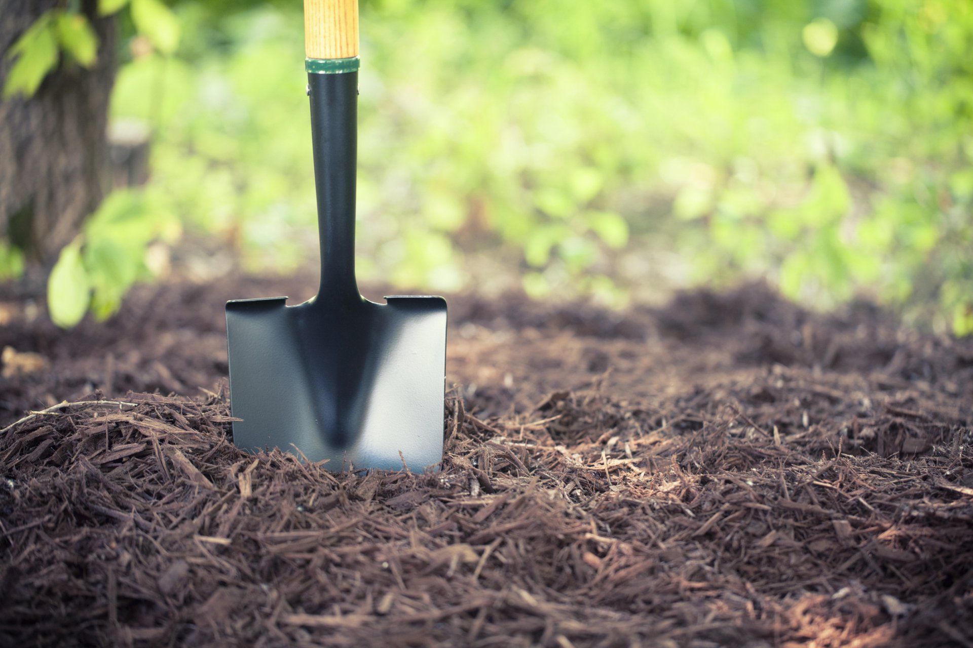 Gardening Tips 