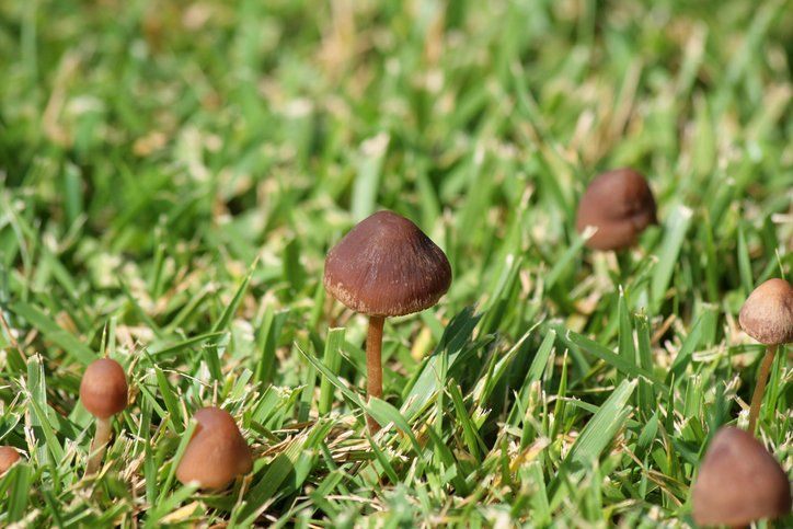 Mushrooms growing in lawn 