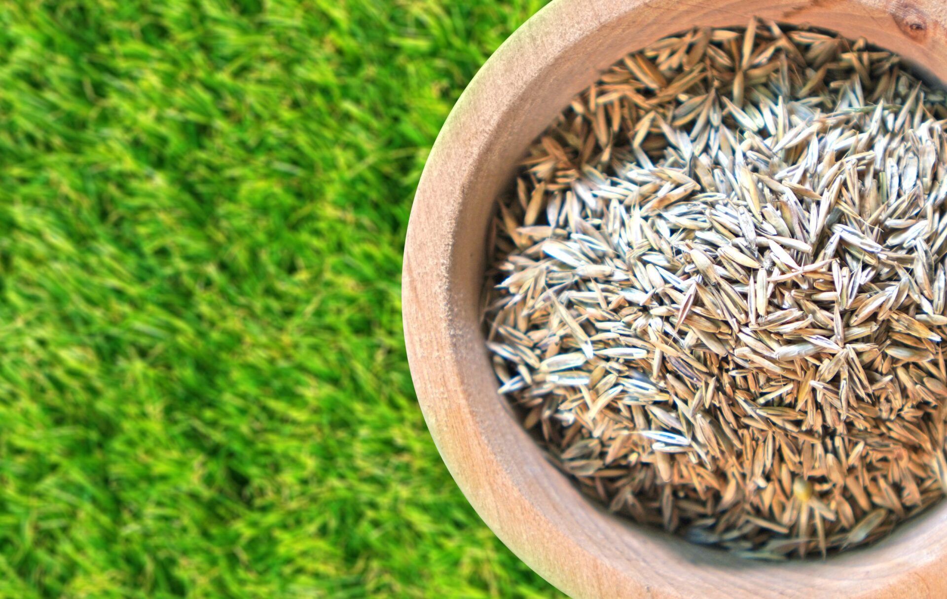 Overseeding lawn