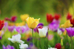 Spring Landscaping