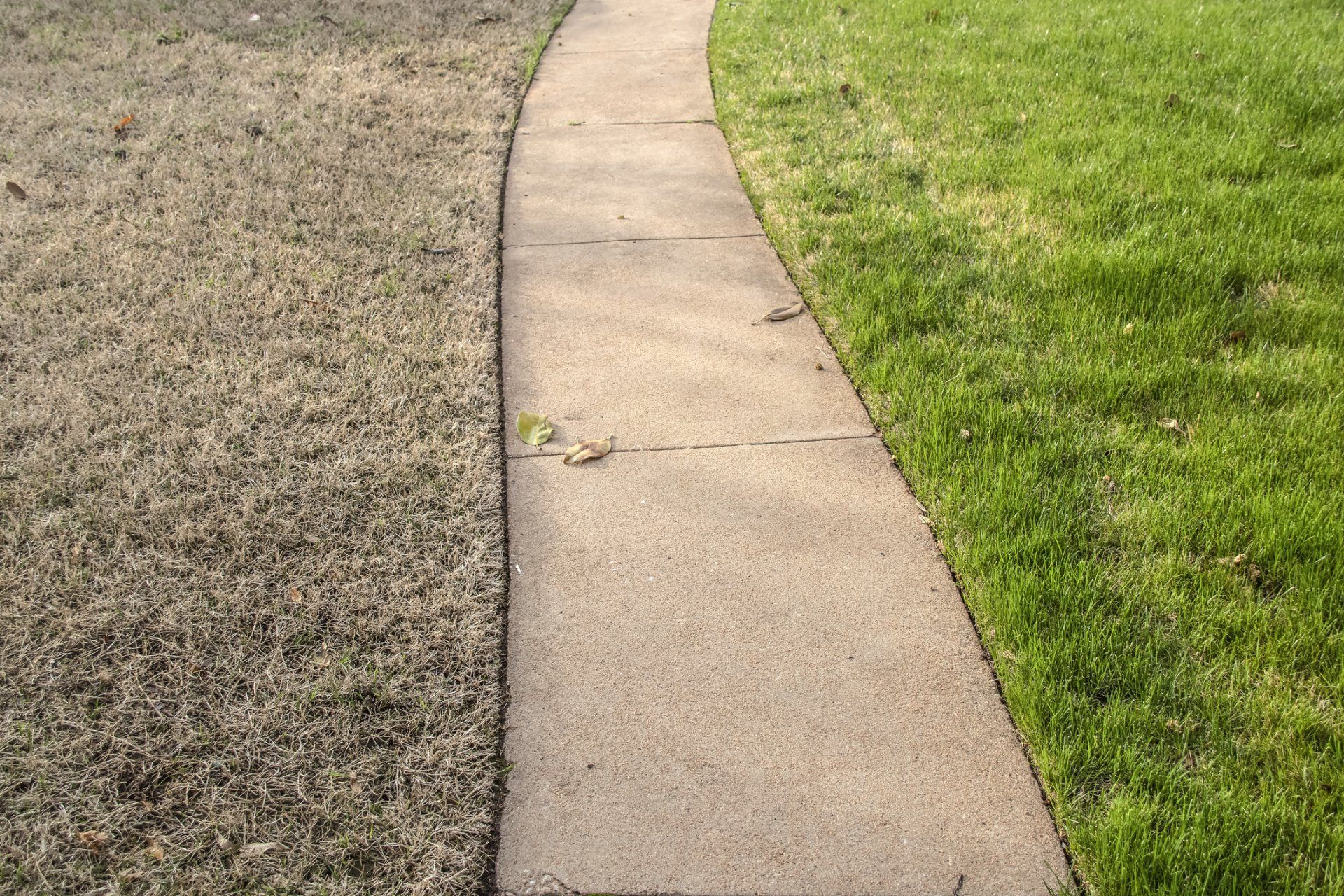 Lawn with Dry Grass